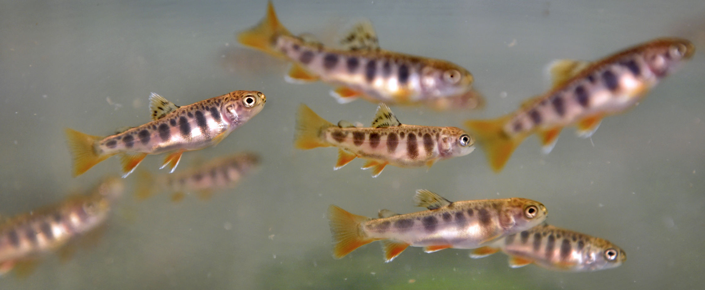raising trout 1